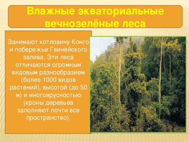 Географическое расположение влажных экваториальных лесов