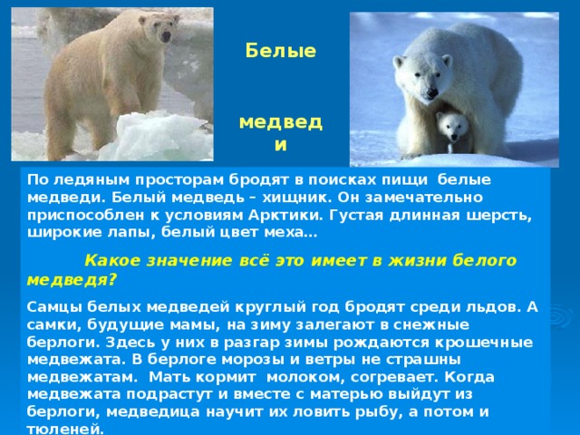 Белые  медведи По ледяным просторам бродят в поисках пищи белые медведи. Белый медведь – хищник. Он замечательно приспособлен к условиям Арктики. Густая длинная шерсть, широкие лапы, белый цвет меха…  Какое значение всё это имеет в жизни белого медведя? Самцы белых медведей круглый год бродят среди льдов. А самки, будущие мамы, на зиму залегают в снежные берлоги. Здесь у них в разгар зимы рождаются крошечные медвежата. В берлоге морозы и ветры не страшны медвежатам. Мать кормит молоком, согревает. Когда медвежата подрастут и вместе с матерью выйдут из берлоги, медведица научит их ловить рыбу, а потом и тюленей.  