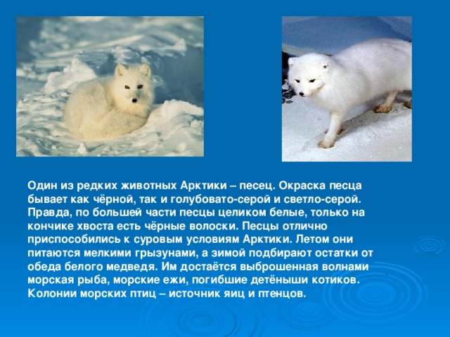 Один из редких животных Арктики – песец. Окраска песца бывает как чёрной, так и голубовато-серой и светло-серой. Правда, по большей части песцы целиком белые, только на кончике хвоста есть чёрные волоски. Песцы отлично приспособились к суровым условиям Арктики. Летом они питаются мелкими грызунами, а зимой подбирают остатки от обеда белого медведя. Им достаётся выброшенная волнами морская рыба, морские ежи, погибшие детёныши котиков. Колонии морских птиц – источник яиц и птенцов. 