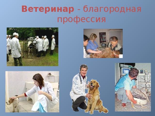 Специальность ветеринар