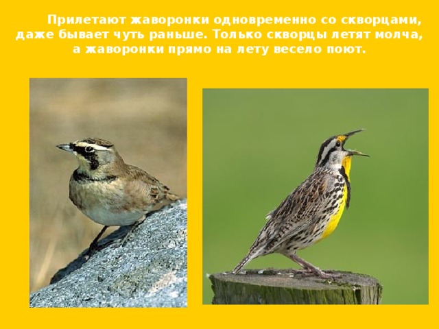  Прилетают жаворонки одновременно со скворцами, даже бывает чуть раньше. Только скворцы летят молча, а жаворонки прямо на лету весело поют. 