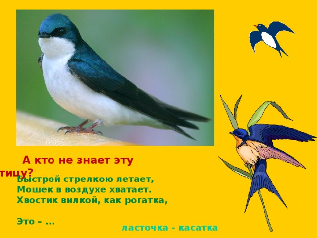  А кто не знает эту птицу? Быстрой стрелкою летает, Мошек в воздухе хватает. Хвостик вилкой, как рогатка, Это – ... ласточка - касатка 