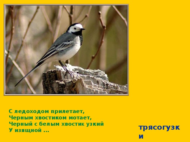 С ледоходом прилетает, Черным хвостиком мотает, Черный с белым хвости к узкий У изящной ... трясогузки 