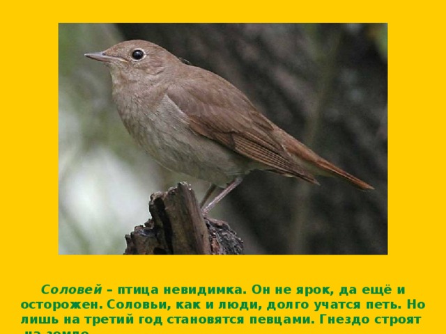  Соловей – птица невидимка. Он не ярок, да ещё и осторожен. Соловьи, как и люди, долго учатся петь. Но лишь на третий год становятся певцами. Гнездо строят на земле . 