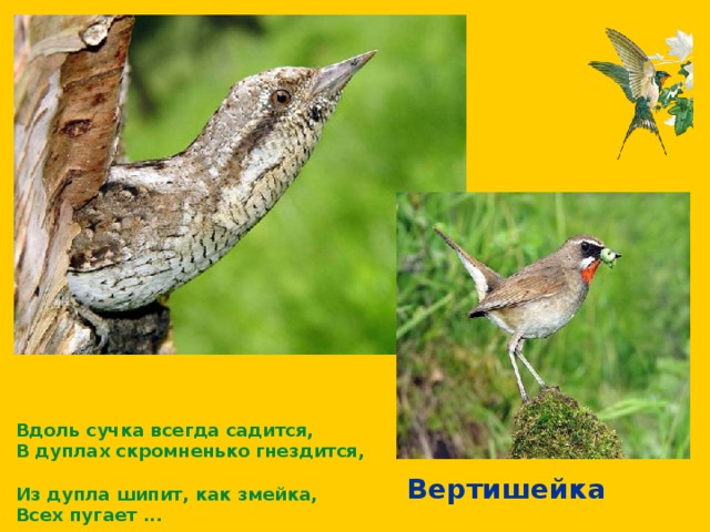 Вдоль сучка всегда садится, В дуплах скромненько гнездится, Из дупла шипит, как змейка, Всех пугает ... Вертишейка 