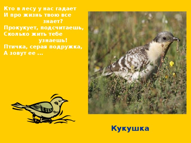  Кто в лесу у нас гадает И про жизнь твою все знает? Прокукует, подсчитаешь, Сколько жить тебе узнаешь! Птичка, серая подружка, А зовут ее ... Кукушка 