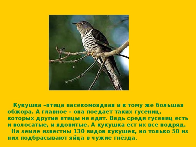  Кукушка –птица насекомоядная и к тому же большая обжора. А главное – она поедает таких гусениц, которых другие птицы не едят. Ведь среди гусениц есть и волосатые, и ядовитые. А кукушка ест их все подряд. На земле известны 130 видов кукушек, но только 50 из них подбрасывают яйца в чужие гнёзда . 