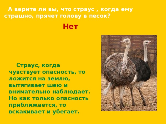  А верите ли вы, что страус , когда ему страшно, прячет голову в песок? Нет Страус, когда чувствует опасность, то ложится на землю, вытягивает шею и внимательно наблюдает. Но как только опасность приближается, то вскакивает и убегает. 