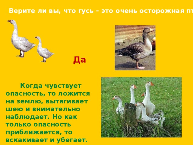 Верите ли вы, что гусь – это очень осторожная птица? Да Когда чувствует опасность, то ложится на землю, вытягивает шею и внимательно наблюдает. Но как только опасность приближается, то вскакивает и убегает. 