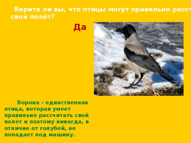  Верите ли вы, что птицы могут правильно рассчитать свой полёт? Да Ворона - единственная птица, которая умеет правильно рассчитать свой полет и поэтому никогда, в отличие от голубей, не попадает под машину. 