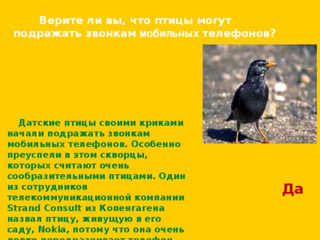  Верите ли вы, что птицы могут подражать звонкам мобильных телефонов? Датские птицы своими криками начали подражать звонкам мобильных телефонов. Особенно преуспели в этом скворцы, которых считают очень сообразительными птицами. Один из сотрудников телекоммуникационной компании Strand Consult из Копенгагена назвал птицу, живущую в его саду, Nokia, потому что она очень ловко передразнивает телефон упомянутой марки. Да 