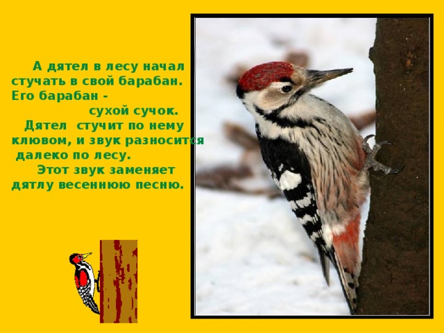  А дятел в лесу начал стучать в свой барабан. Его барабан - сухой сучок. Дятел стучит по нему клювом, и звук разносится далеко по лесу. Этот звук заменяет дятлу весеннюю песню. 