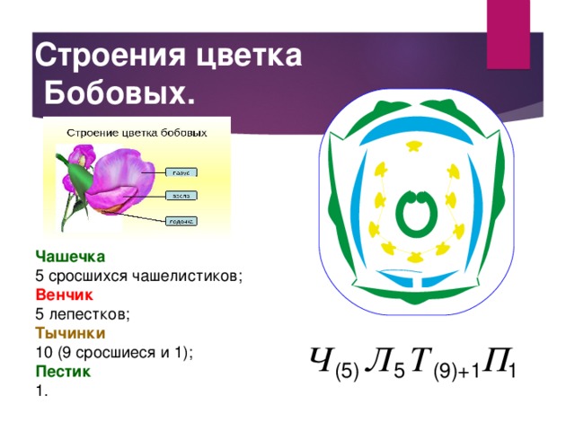 Какую формулу цветка имеют бобовые. Диаграмма цветка бобовых схема. Формула цветка бобовых растений. Диаграмма цветка мотыльковых.