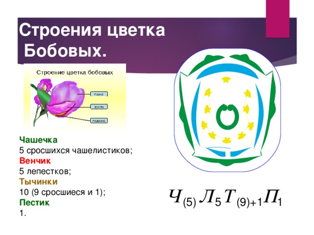 Диаграмма цветка бобовых схема