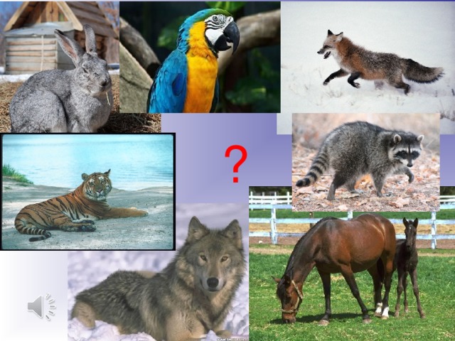 ?