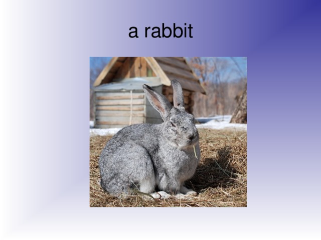 a rabbit