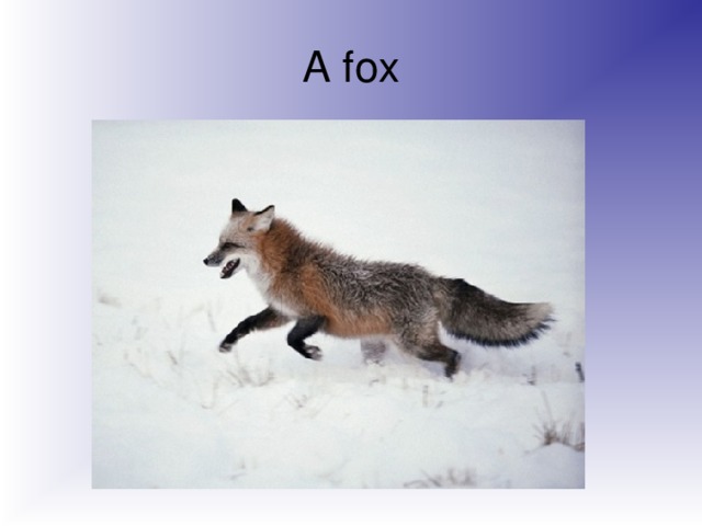 A fox
