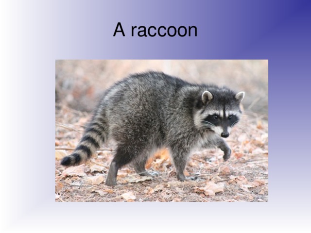 A raccoon