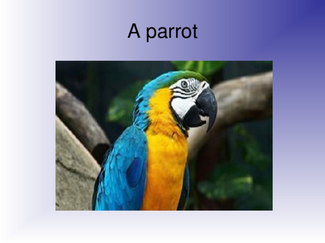 A parrot