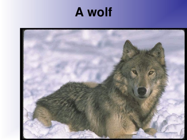 A wolf