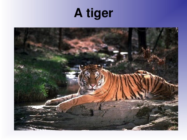 A tiger