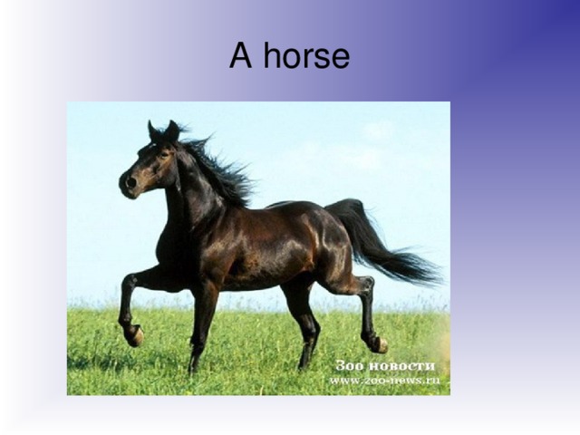 A horse