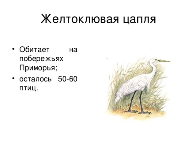 Какой тип питания характерен для серой цапли изображенной на рисунке