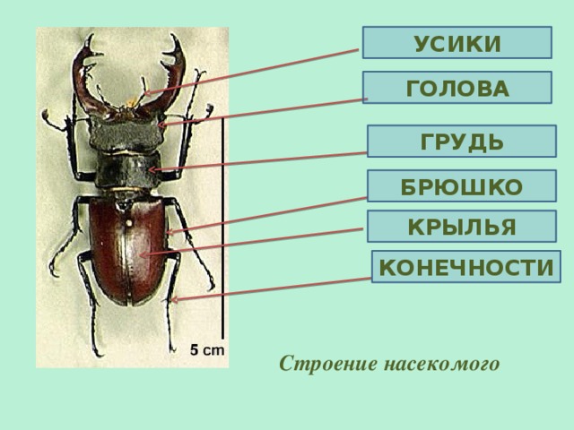 В интернете найдите фотографию какого либо насекомого или птицы рассмотрите изображение какие