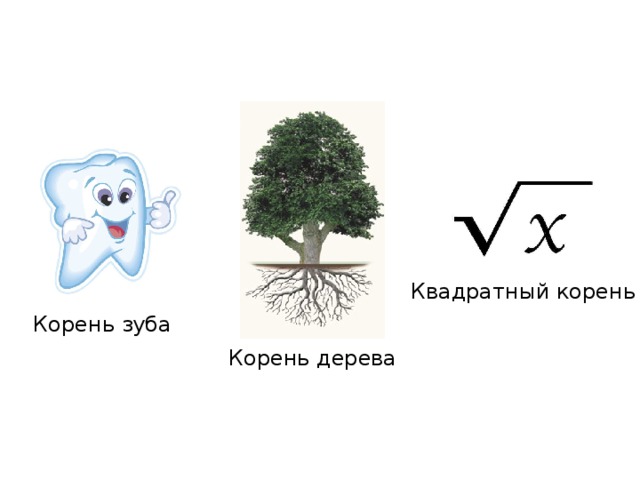 Зубами корень слова. Квадратны йкоркнь дерква. Квадратный корень дерева. Корень математический. Слова с корнем дерево дерев.