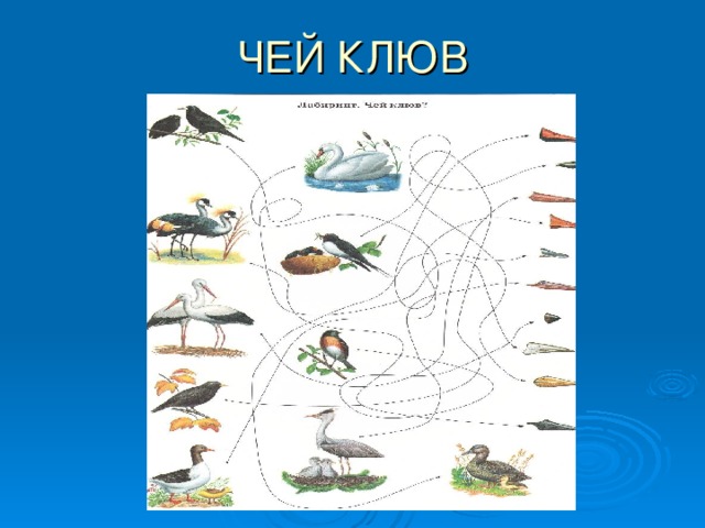 Узнайте птиц по клювам соедините линиями рисунки и названия