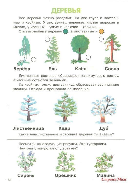 Презентация деревья и кустарники подготовительная группа