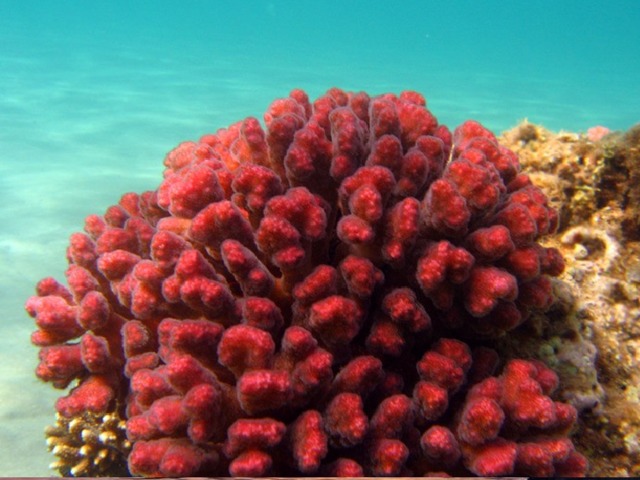 Красное море Какого цвета вода в Красном море? Она удивительно прозрачная и ни капельки красная. Глубоко-глубоко, на самом дне, растут ярко-красные кораллы и водоросли. Возможно, это и стало причиной такого названия. 