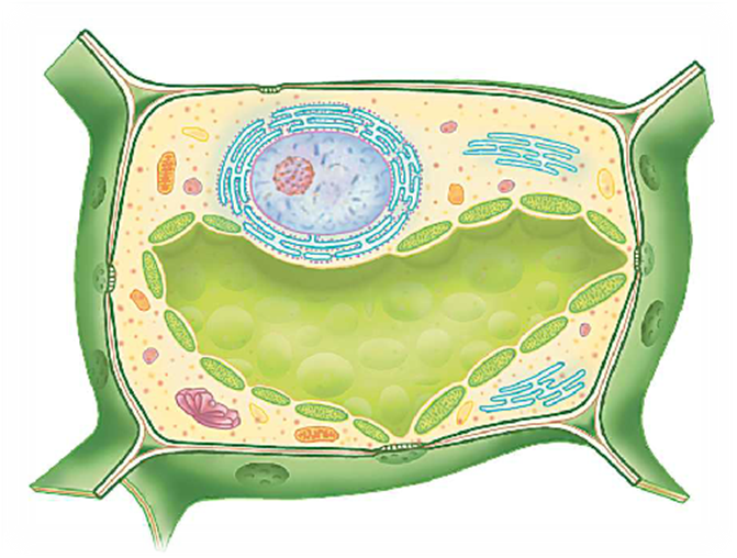 Растительная клетка строение рисунок 6 класс