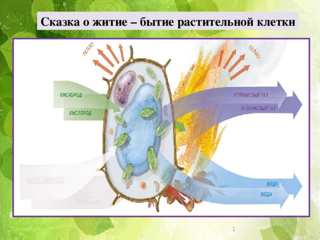 Презентация экскурсия в мир клеток 5 класс