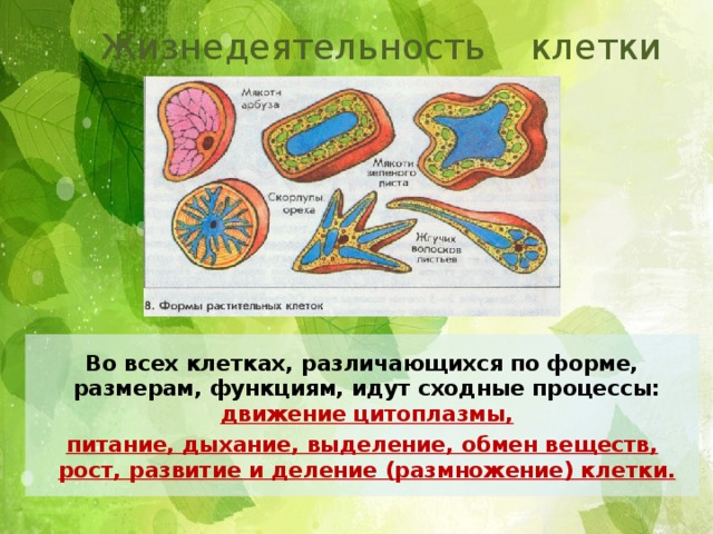 Биология 5 класс жизнедеятельность клетки. Жизнедеятельность клетки. Жизнедеятельность клетки деление клетки. Процессы жизнедеятельности клетки. Жизнедеятельность клетки 5 класс биология.