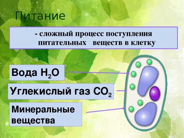  Питание  - сложный процесс поступления питательных веществ в клетку Вода Н 2 О Углекислый газ СО 2 Минеральные вещества 
