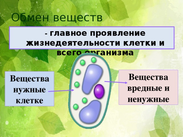 Жизнедеятельность клетки 5 класс биология. Основной процесс жизнедеятельности клетки.