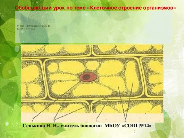 Презентация по теме строение клетки 5 класс