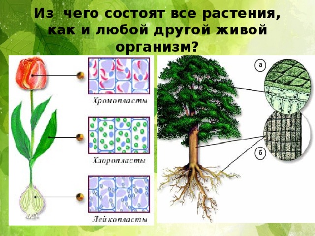 Нарисуй любое растение из которого получают зерно подпиши