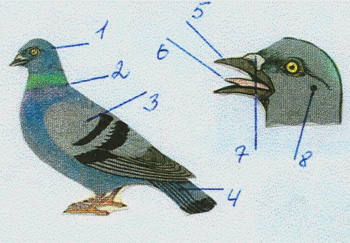 Строение птиц рисунок