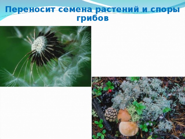 Переносит семена растений и споры грибов 