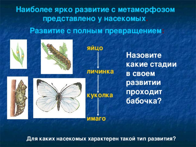 Стадия развития куколка характерна для. Цикл развития насекомых с неполным превращением. Развитые полным преврощении. Развитие насекомых с полным превращением. Полное превращение бабочки.