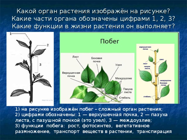 Какое растение изображено на рисунке