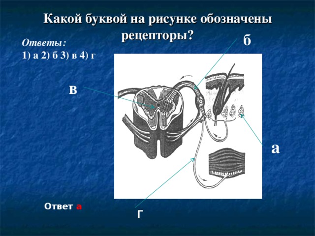 Назовите структуры обозначенные на рисунке буквами а и б какие функции выполняют эти