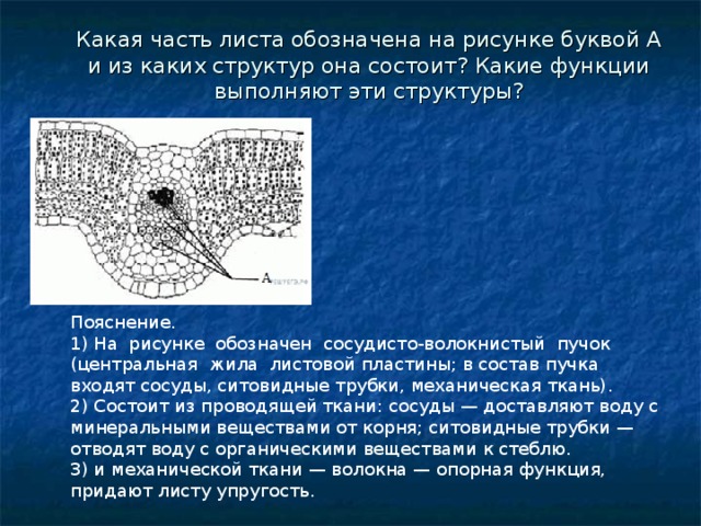 На рисунке лист обозначен буквой. Какие части листа обозначены на рисунке. Сосудисто волокнистый пучок листа. Строение сосудисто волокнистого пучка листа. Сосудисто волокнистый пучок функции.