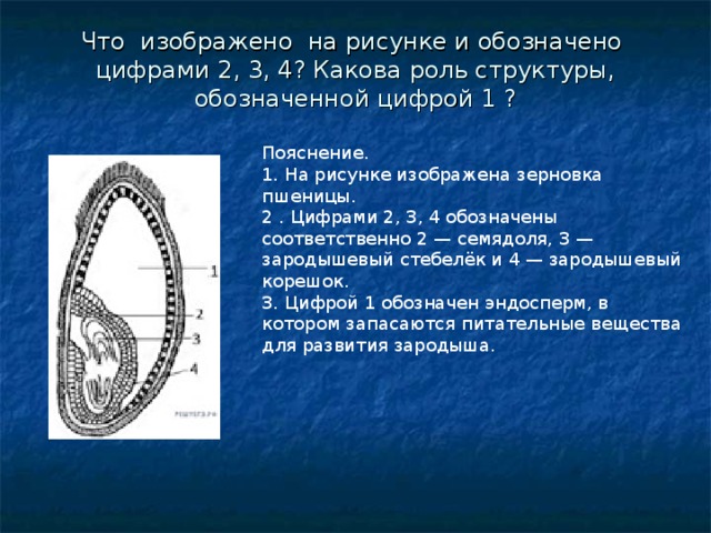 На рисунке 1 цифрой 2 обозначено