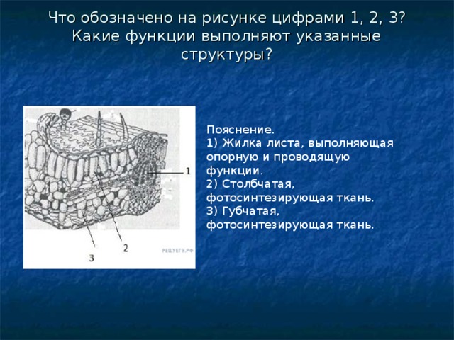 Обозначьте структуры указанные на рисунке. Какие струтурц листк обозначена цифрами. Структура листа, выполняющая опорную и проводящую функции.. Какие структуры листа обозначены цифрами. Что обозначают цифры.