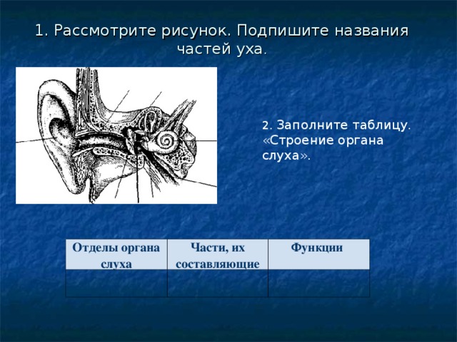 Отметь характеристики части органа слуха обозначенной на рисунке 4 улитка