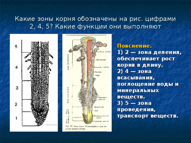 Обозначение корня буквами