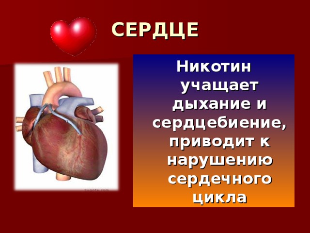 СЕРДЦЕ Никотин учащает дыхание и сердцебиение, приводит к нарушению сердечного цикла 